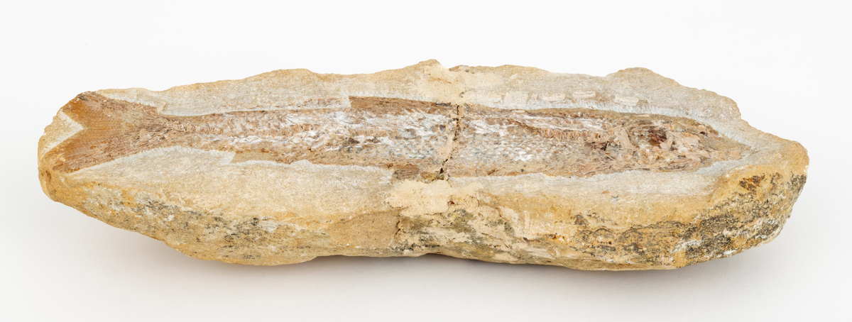 Fossil fisk (Tharrias) med tydelige merker etter skjellett, finner og skjell delvis frilagt fra grå kalkspatmatriks. Merket.