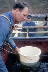 Flakstad fiskeoppdrett, 1974 : En mann håver laksesmolt opp 