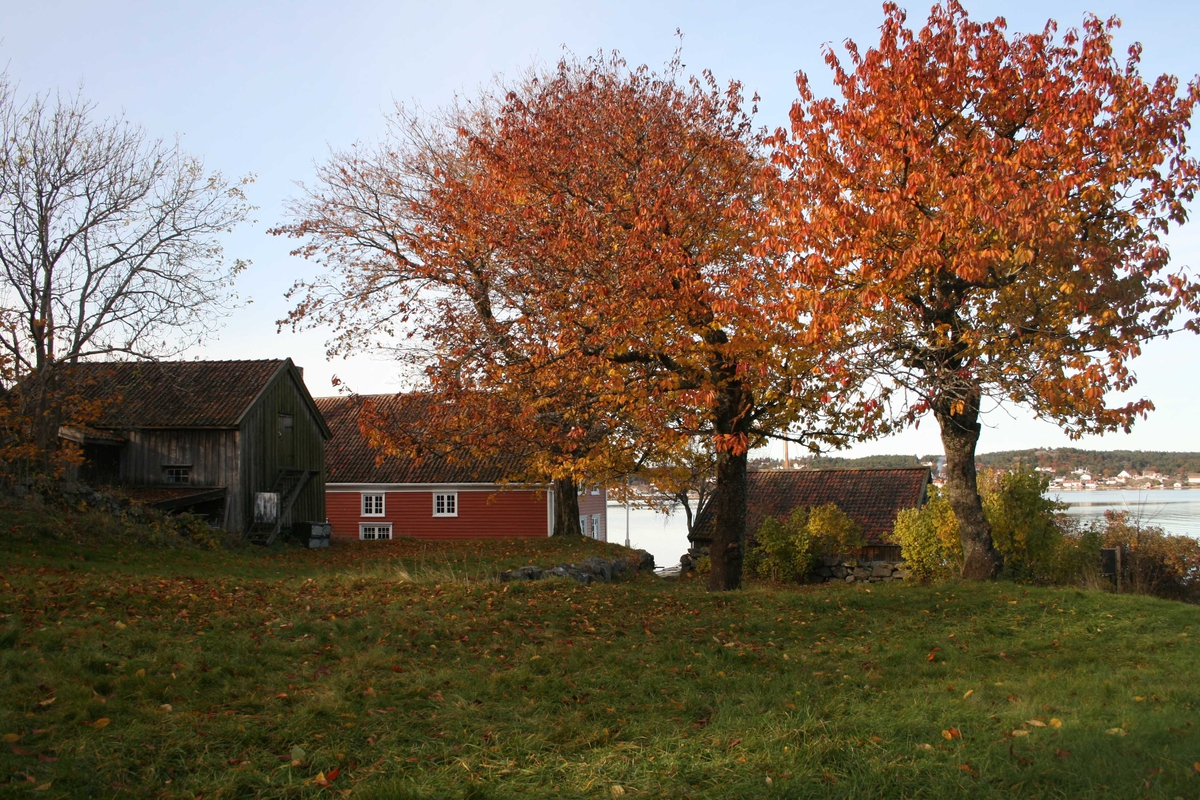 Merdøgaard, gårdstun sett fra sør, fjøs og våningshus t.v. og sjøbod t.h.  Tuntre, lønn, høyest,  i midten. Kirsebærtrær t.h. med rødt løv. Litt av Revesandsfjorden i bakgrunnen t.h. 
