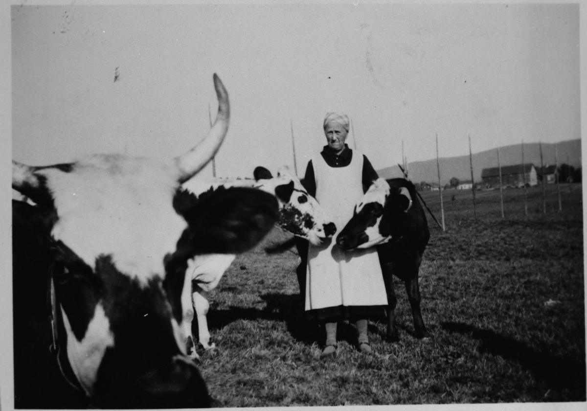 Portrett, kyr,kalv, forkle og skaut.
Gunhild Stensgård