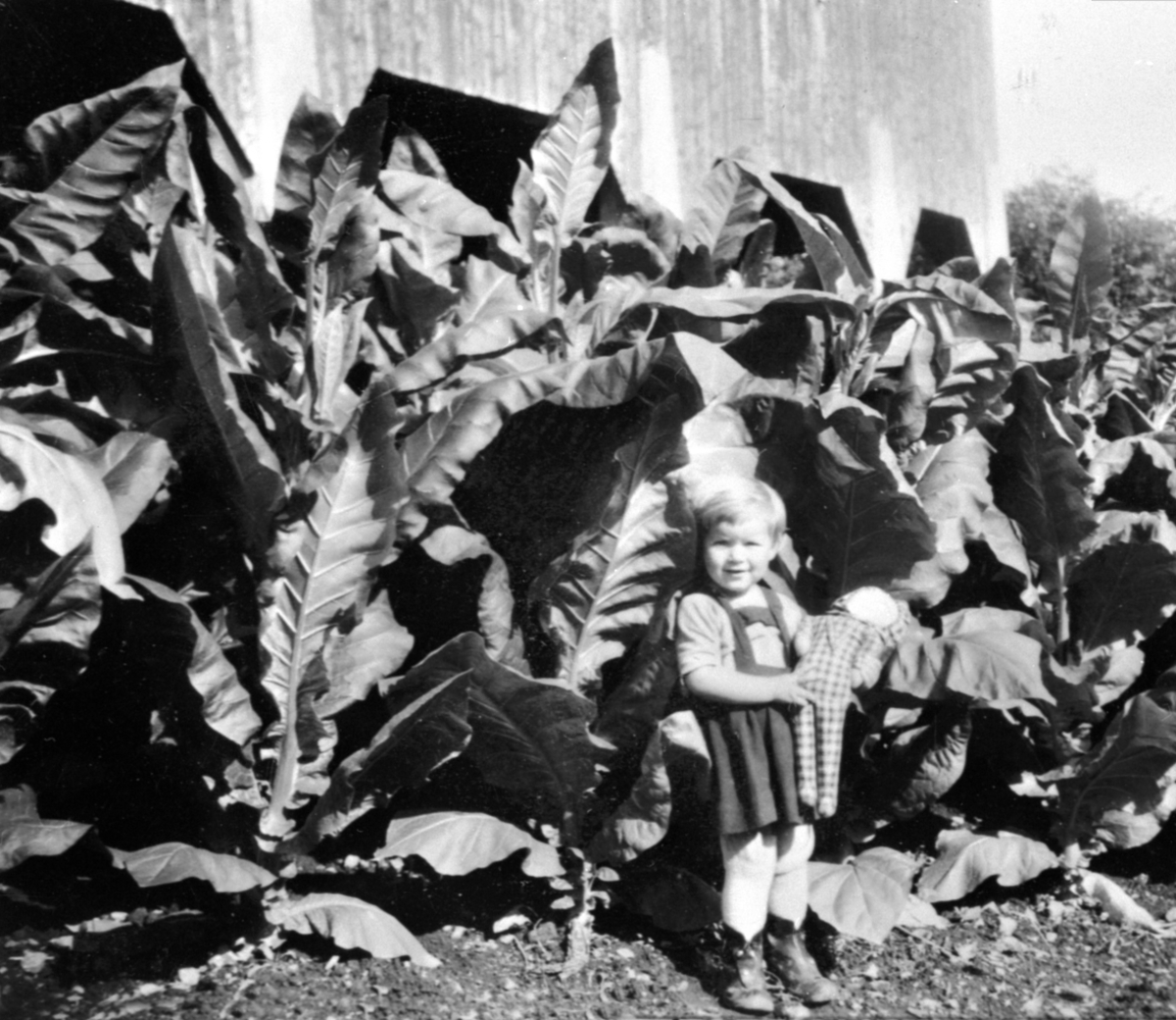 Tobakkplanter, tobakkdyrking under krigen 1940-45, Astrid Røhrsveen med dukke. Røhrsveen, Ringsaker.