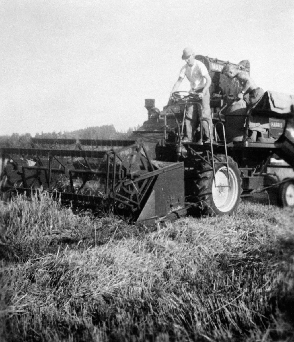 Skuronn på Ringsaker lille. Tresking med en Massey Harris skurtresker ...