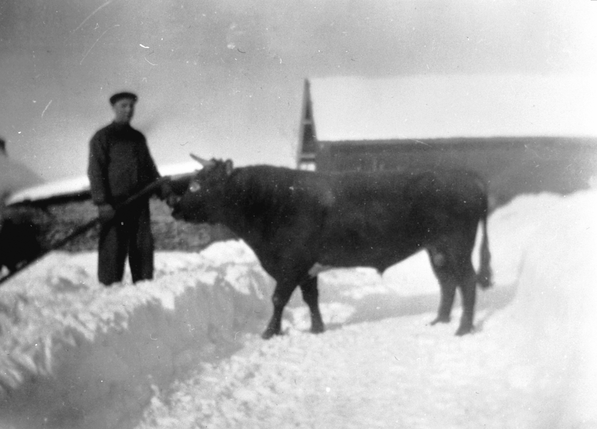Einar Monsbakken (1902-1985) lufter storoksen på Trosterud, Helgøya. Vinter.