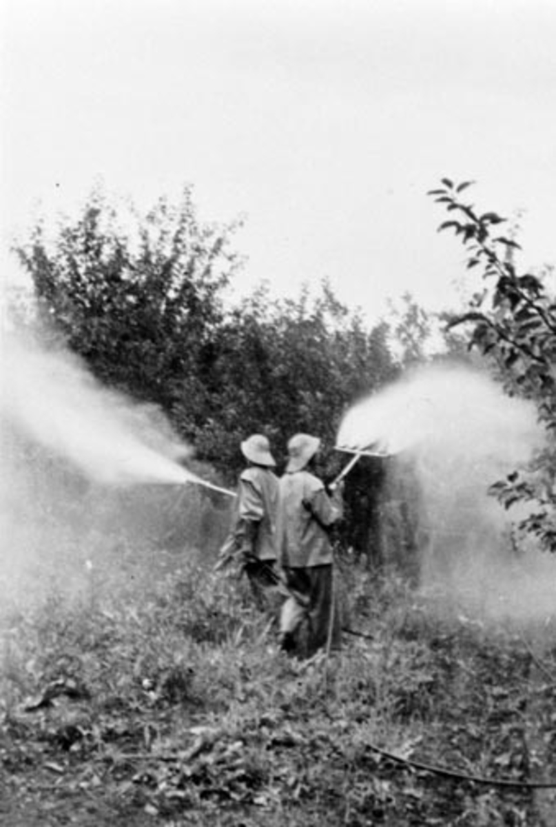 Sprøyting av epletrær i frukthagen på Aske nordre, Nes, Hedmark. 2 mann i arbeid med traktor og sprøyte.