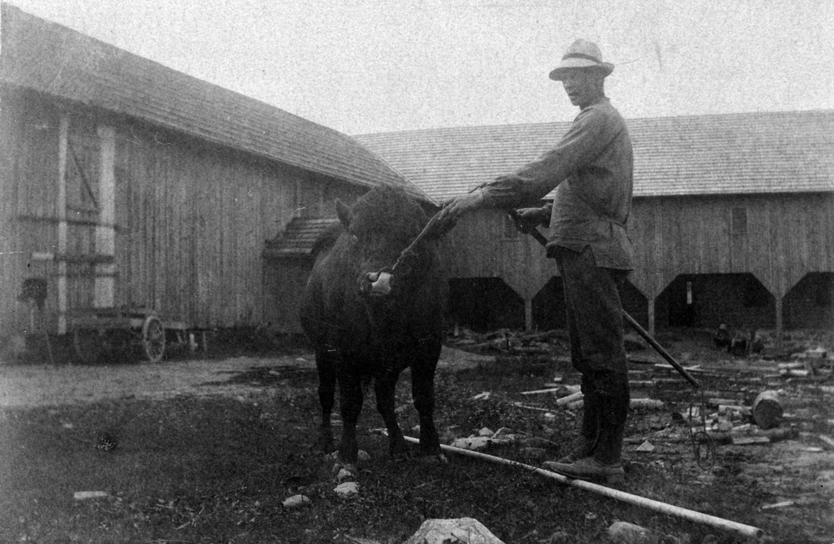 Even Knutsen Kolstad f.1891, med en okse utenfor en av de to låvene han bygde på Kaulum østre, Nes, Hedmark.