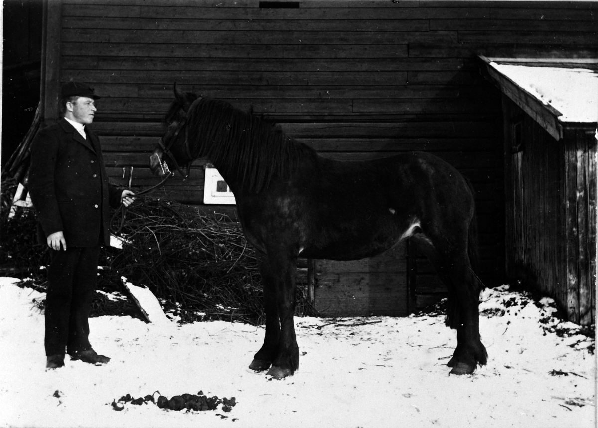 Trygve Baardseth med hesten "Nora" i Bekkelund. "Nora" født på Hersoug 13. juni 1910. Trygve kjøpte den 10 måneder gammel. Fikk sløyfe på unghestskue i Ringsaker 1912-13. Faren var nr. 704 "Bamse" og mora var "Petra".