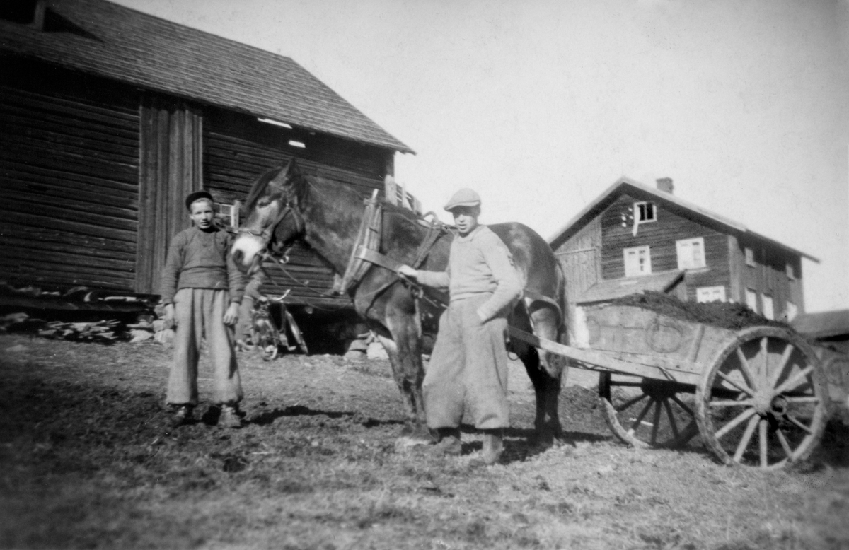 Våronn på Medlien gård, Ringsaker. Odelsgutt Hans H. Medlien og broren Svein kjører møkk med kjerre og hesten "Brona". I bakgrunnen er hovedbygningen fra 1600-tallet som ble revet i 1951-52.