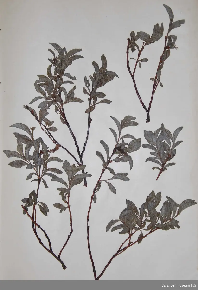 Plante