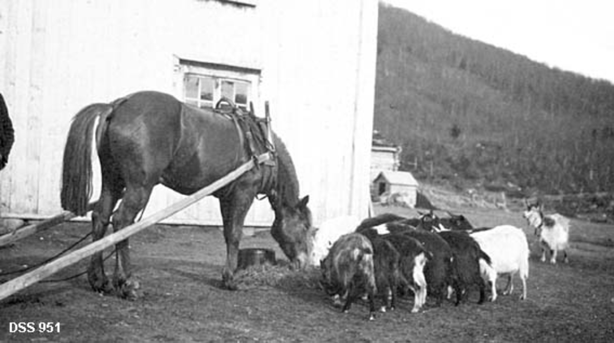 Hest og geiteflokk rundt høytapp ved hushjørne på Trallerud i Hattfjelldal.  Hesten er forspent et eller annet redskap, men bare skjekene er synlige på bildet.  Bak dyra er det et toetasjes våningshus med vertikal vekselpanel.  Bak hushjørnet skimtes ei kjerre og to hus, hvorav det størte kan se ut til å være en låve.  I bakgrunnen en åsrygg med spor etter ganske omfattende hogst,