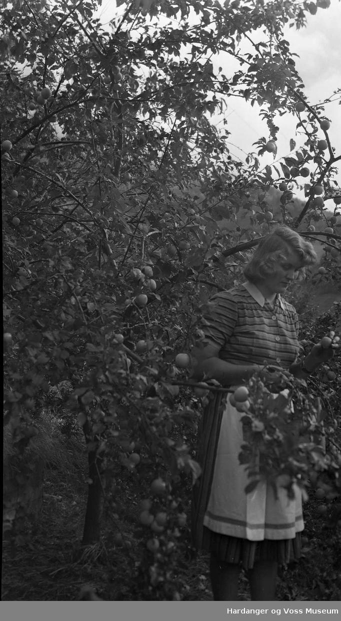 Portrett, Gerd Brattespe plukkar eple