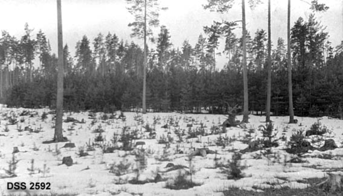 Frøtrestilling i Norderhov prestegardsskog. Flate med lange, rette og høye furustammer og mark med stubber og små furuplanter.  15 år gammel kulturskog av furu i bakgrunnen. 