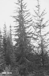 "Bjerkhageli Statsskog.  Hængegran."