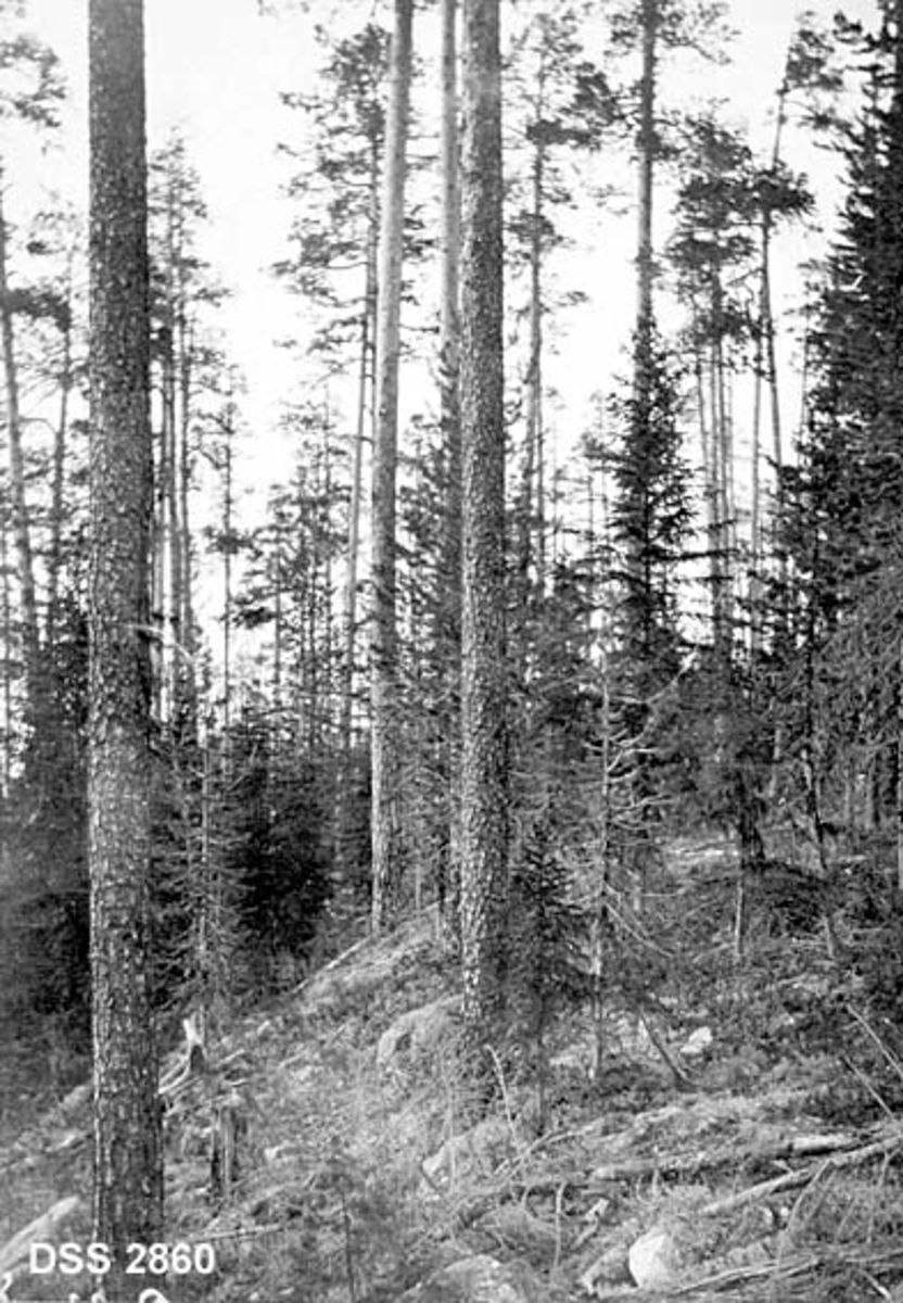Parti fra furubestand på bergrygg i Høyberget i Engerdal.  Forholdsvis høge, ranke furutrær med beskjeden underskog av gran og furu. 