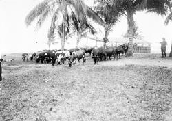 Mosambik. 1914. Krøtterfarm, muligens i Quelimane-distriktet