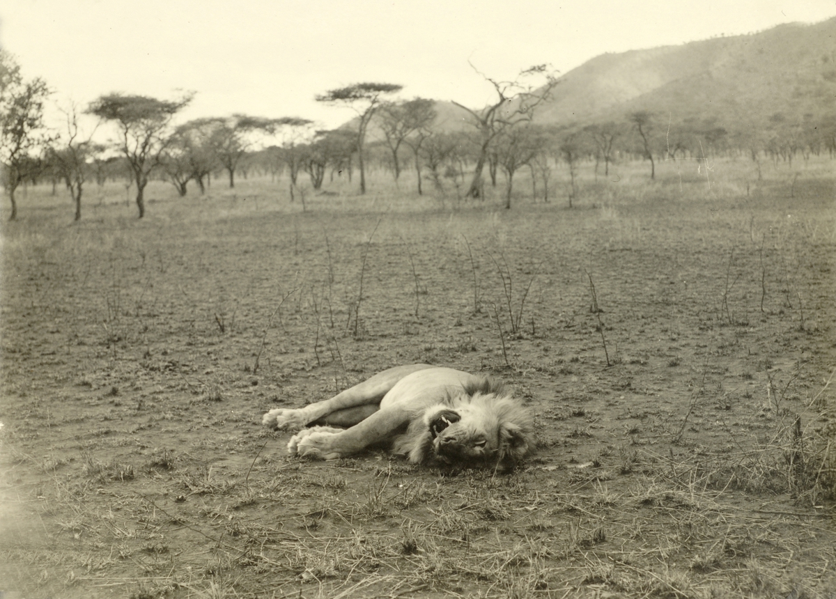 Løve skutt i Kenya (Masai Mara?) av Marentius Thams.
