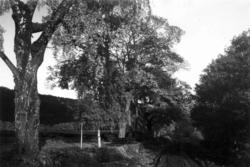 Fra Bogstad ca. 1923. Parken med vei. Skog i bakgrunnen.