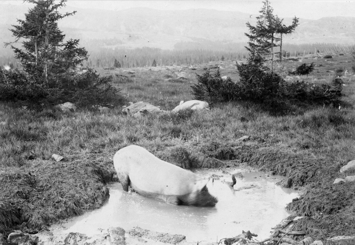 Landskap med badende gris i forgrunnen. Antakelig fotografert i Gausdal i Oppland.
Serie tatt av Robert Collett (1842-1913), amatørfotograf og professor i zoologi.
