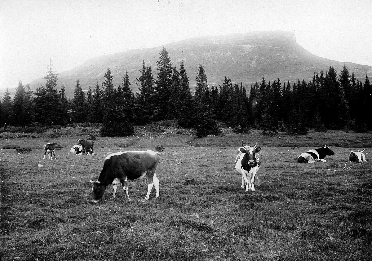 Kyr på beite, fjellterreng, ved Skeikampen, Gausdal, Oppland.
Serie tatt av Robert Collett (1842-1913), amatørfotograf og professor i zoologi. 