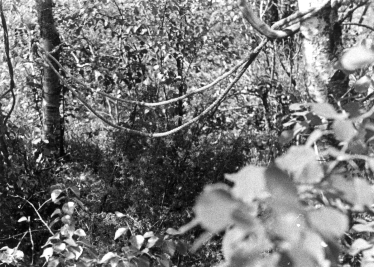 Laging av "ronse", hengekøye" her er bæretau bundet fast mellom to trær. Fjotland, Kvinesdal, Vest-Agder 1941.