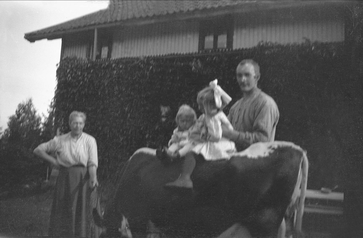 En mann holder to barn som sitter på en ku. Robsahm og Lund.