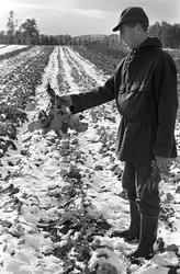 Serie. Uår i jordbruket i Tana, Finnmark. Fotografert sept. 