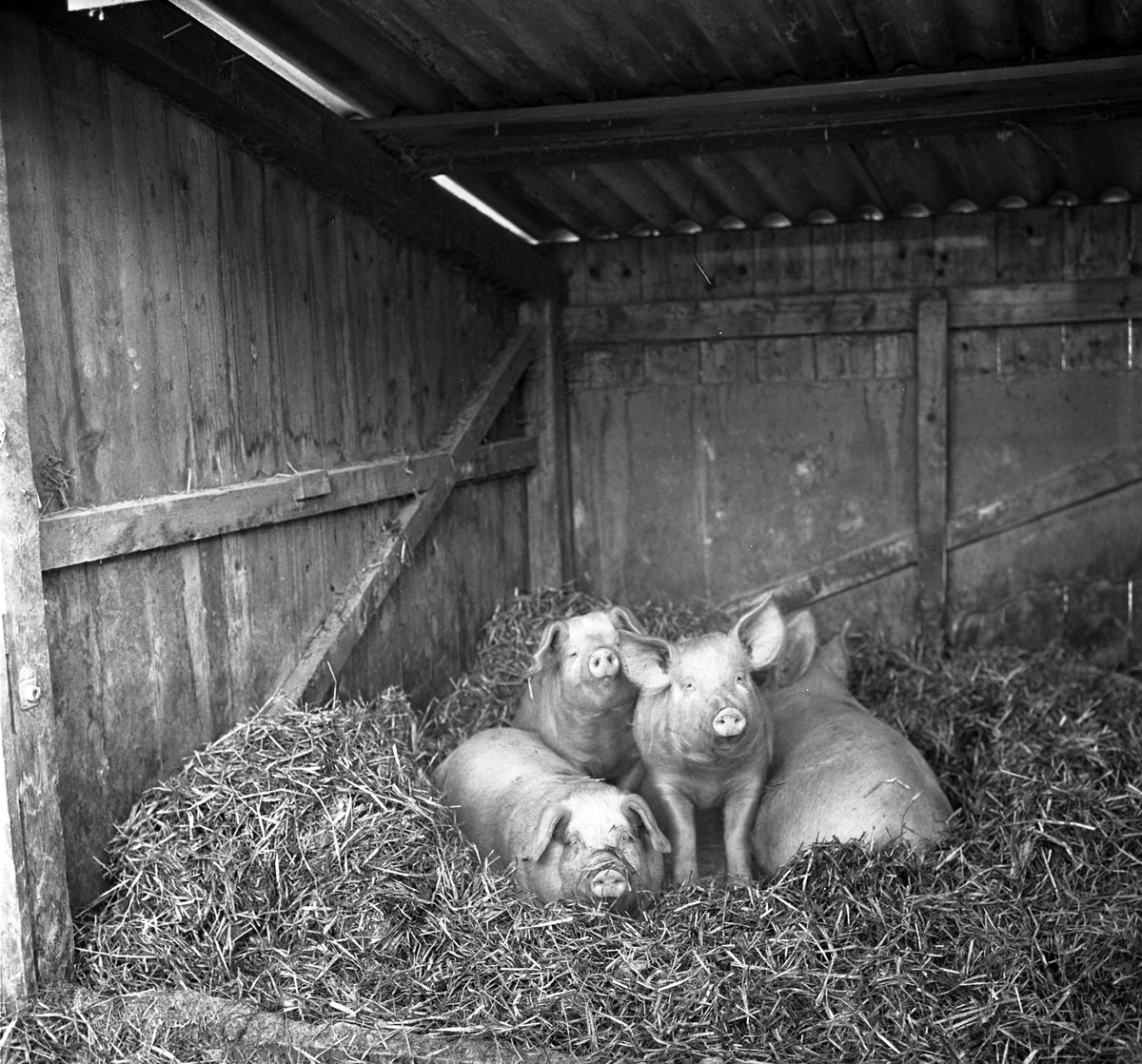 Serie. Sauer og griser på landbruksskolen i  Ås. Fotografert 20. jan. 1963.