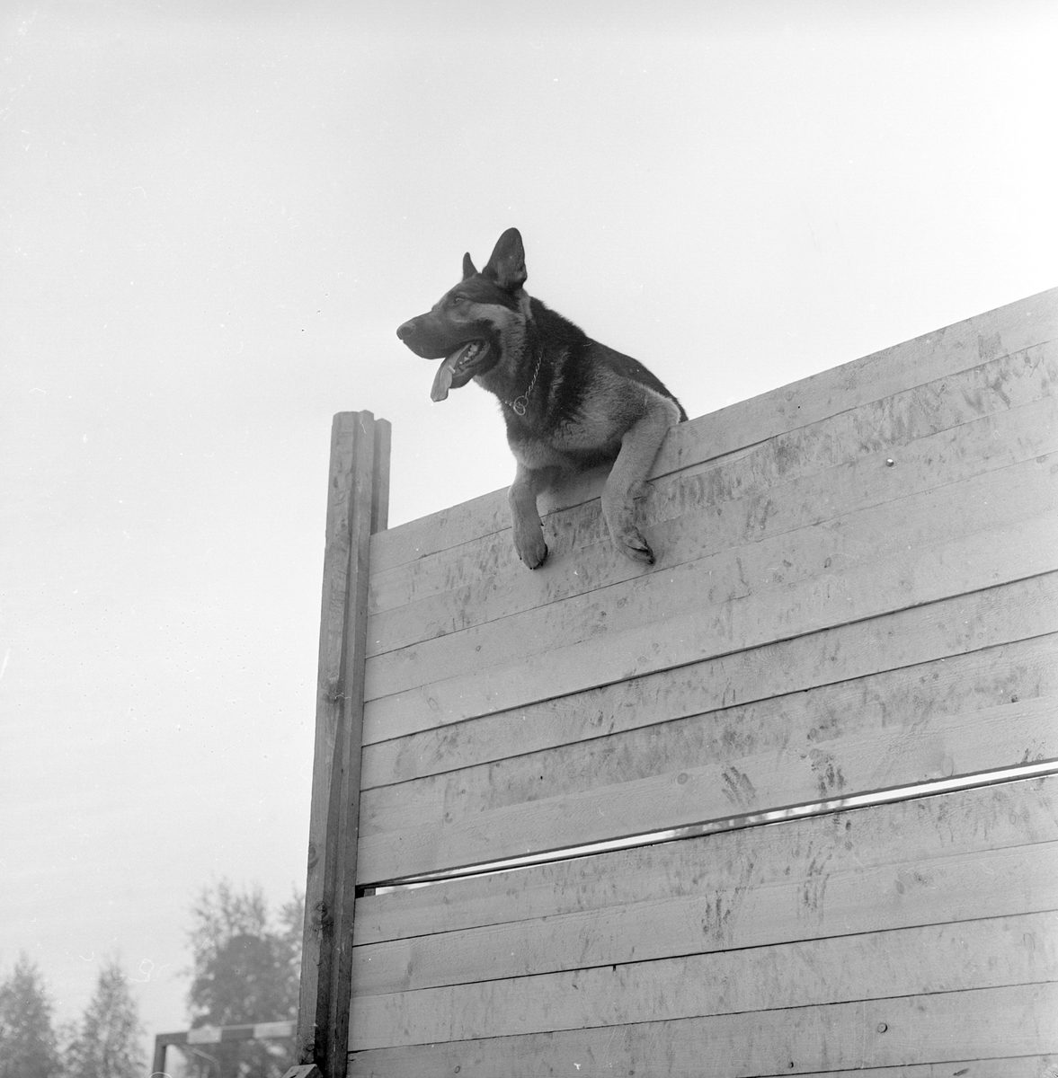 Politihund-konkurranse ved Hamar.
Fotografert 1963