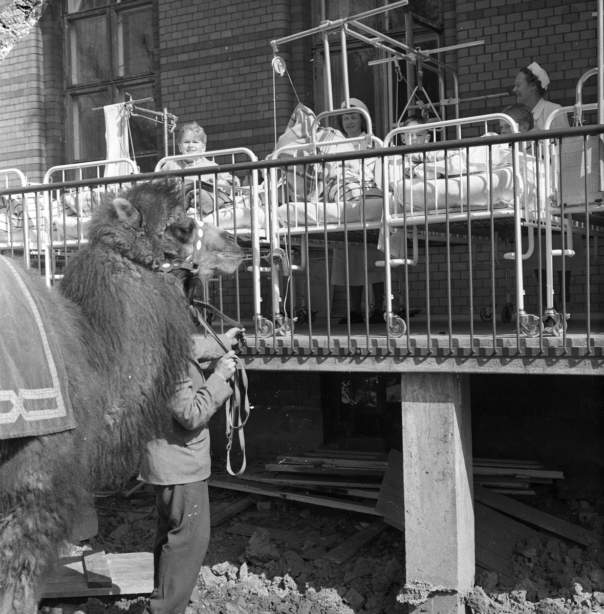 Kamel fra Cirkus Berny.
Fotografert 1957