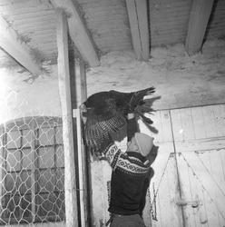 Mann i Mariusgenser holder en kalkun på kalkunfarm i Skjeber