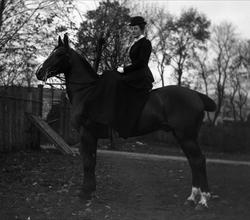Portrett, rytterske på hest med kupert hale.