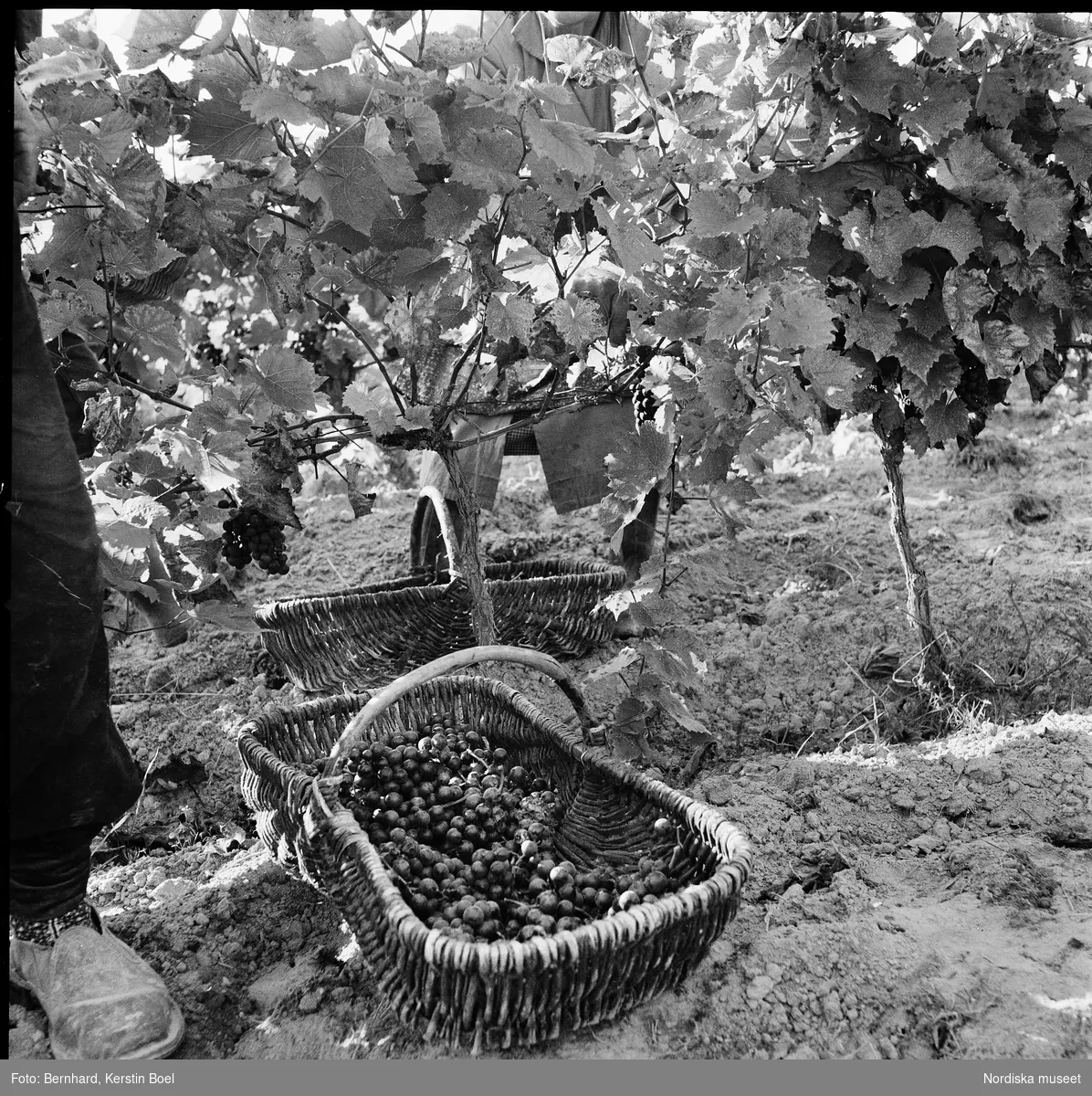 Frankrike, Loire-dalen, Muscadet.
Arbetet i vingården, korgar med vindruvor.