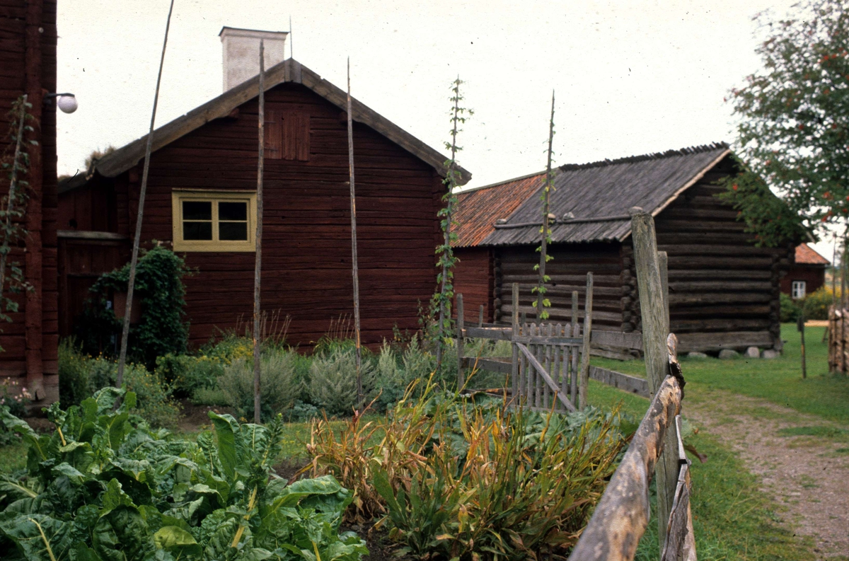 Kålgården på friluftsmuseet Disagården, Gamla Uppsala 1989