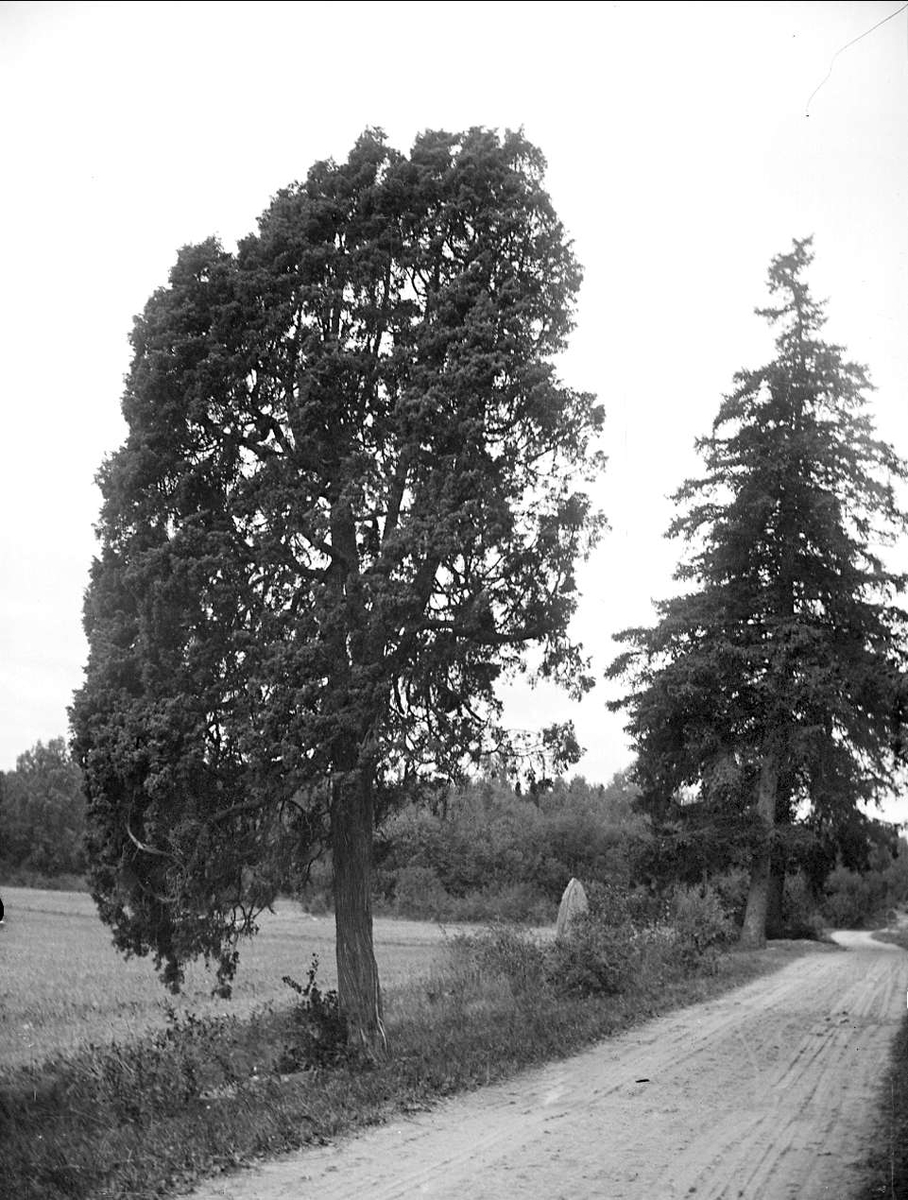 Äldre barrträd och runsten vid Lövängsvägen, Vårdsätra, Uppsala 1911