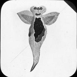 H.H. Gran: Arternes oprindelse