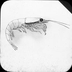 H.H. Gran: Arternes oprindelse