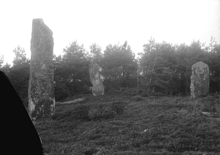Juli 1924. Resta stenar på Greby gravfält, norra delen.