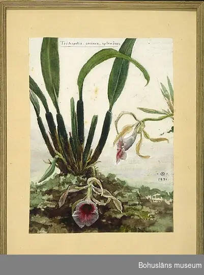Trichopelia Cocinea Splendens
