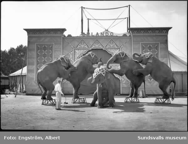 Cirkus Orlandos föreställning på Stenkrossplanen i Sundsvall i juli 1938. Artisterna inhyrda från Cirkus Strassburger. På några av bilderna syns Idrottsparkens läktare byggd på 1920-talet.Mannen med elefanten (bild 6) heter J. Haak. Bilderna är tagna någon gång mellan 14/7 - 18/7 1938 då cirkusen gästspelade i Sundsvall.