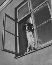 Hunden Petter i Sofies gate 37.