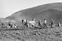 Potetopptaking på Høgfors.