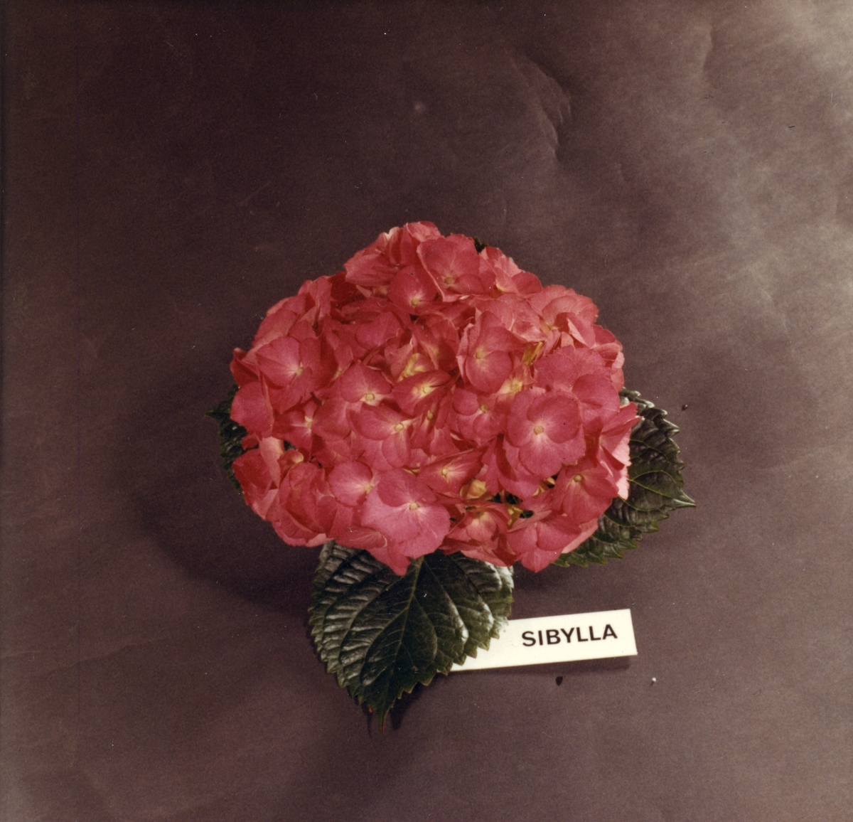 Studiobilde av Hortensiaplante, type "Sibylla".