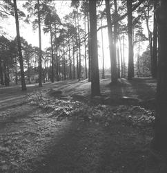 Arkeologi, gravhaug, park,