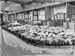 utstilling, Østfoldutstillingen, blomster, oversiktsbilde,Ø
