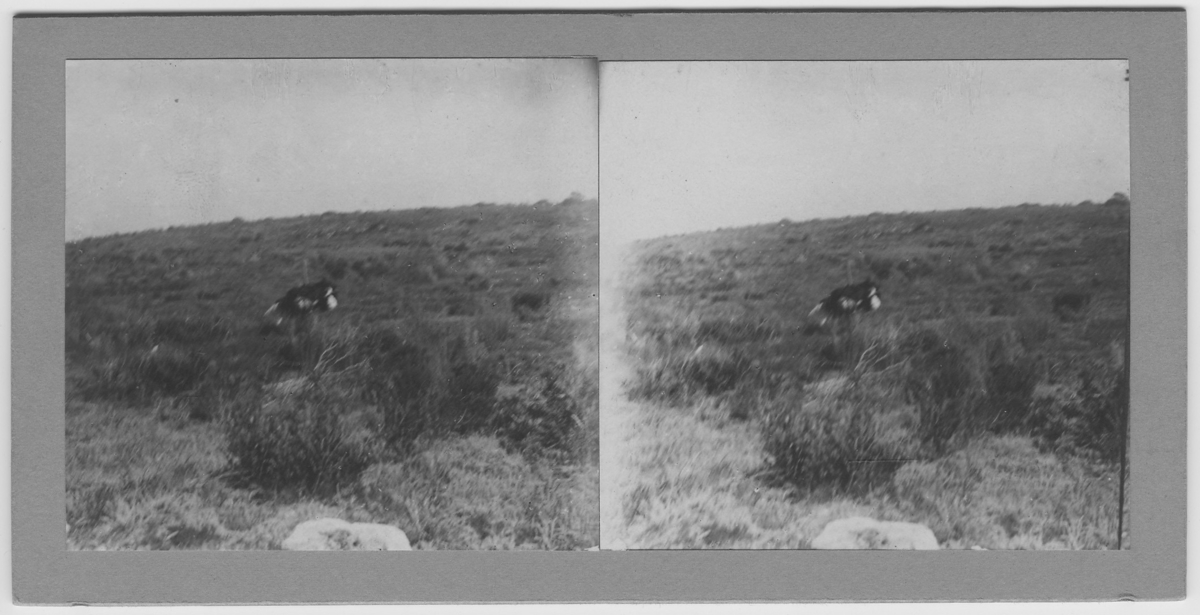 'Strutsfågel, (oskarp) på avstånd. ::  :: Ingår i serie med fotonr.167-179, 181-184, 186-191, 193-196, 198-203 samt 205-215 med foton från Hilmer Skoogs expedition till Sydafrika år 1912-1913.'