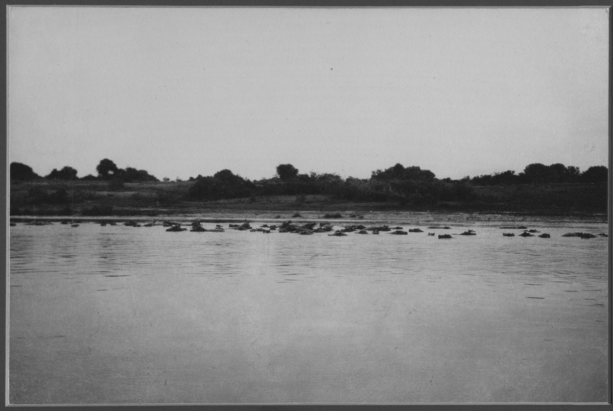 'Flock flodhästar i en flod. Hjord på mer än 100 djur. ::  :: Ingår i serie med fotonr. 221-223.'