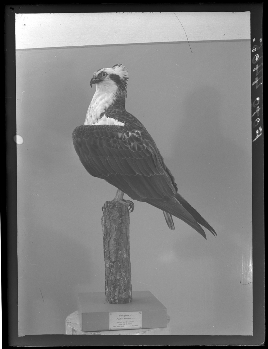 'Fiskgjuse, hane. Fynddatum: 1926-04-23. ::  :: Montaget finns utställt i monterskåp nr. 230 i fågelgången på Göteborgs Naturhistoriska Museum (2008-02-11).'