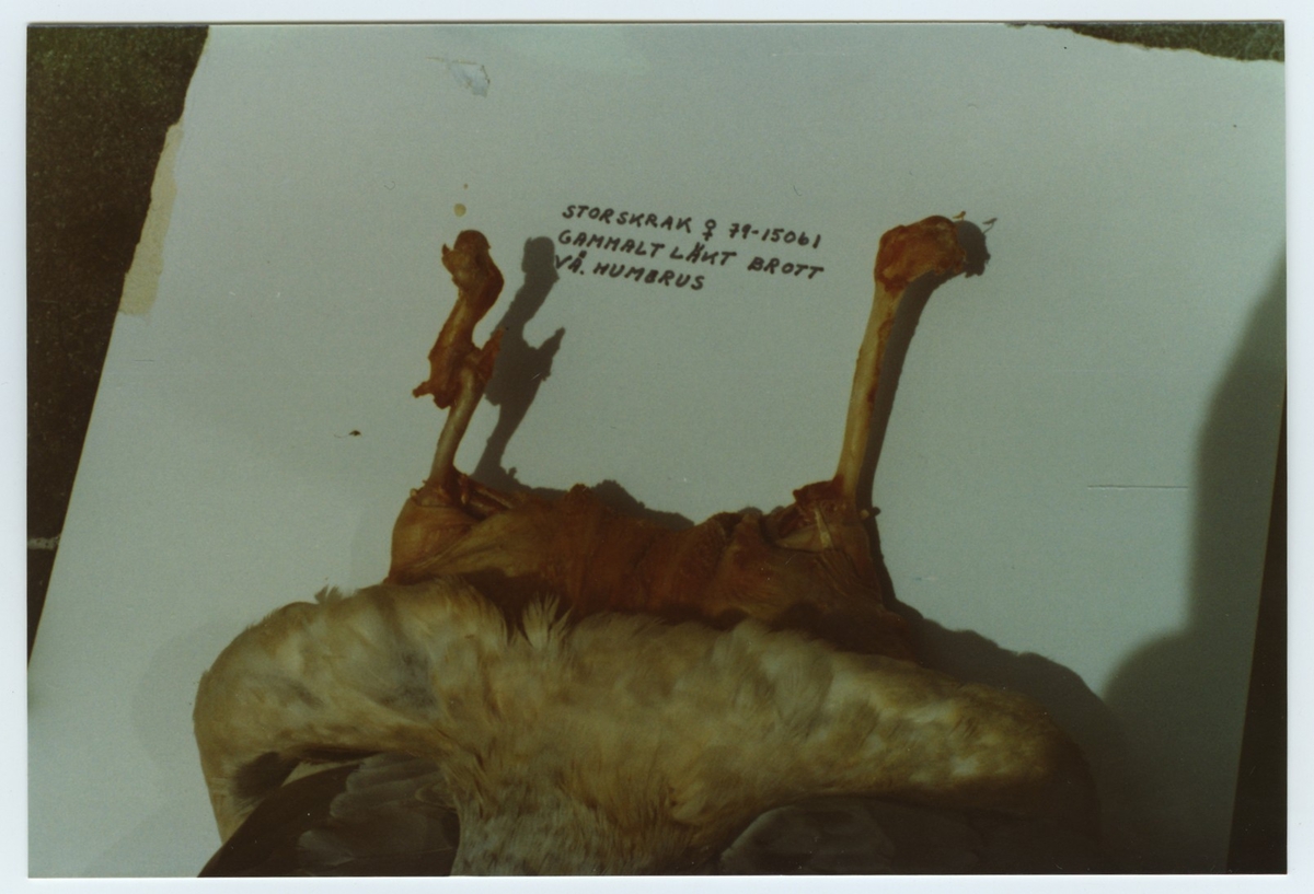 'Närbild på den döda storskrakens ben. Gammalt läkt brott på vänster humerus. ::  :: Ingår i serir med fotonr. 5635:1-3.'