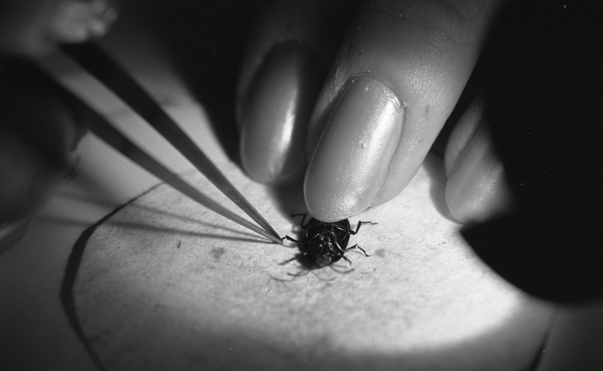'Entomologen: Barbara Landelius i arbete med montering av insekter: ::  :: Arbetar med pincett med en skalbagge. ::  :: Ingår i serie med fotonr. 5976:1-6, se även fotonr. 5977:1-4.'