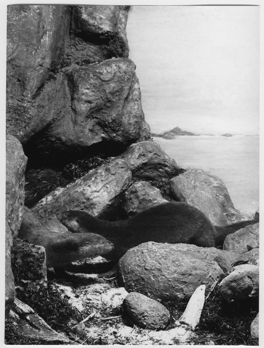 'Bilder från Göteborgs Naturhistoriska museum tagna som övningsuppgift av fotografer på Göteborgs Stads yrkesskolor: ::  :: Ingår i serie med fotonr. 6953:1-53.'