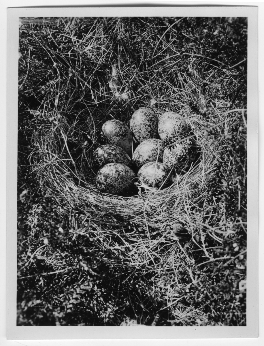 'Bo med 8 st ägg av fågel (ejder?). ::  :: Ingår i fotonr. 6995:1-51, dessa sitter i ett fotoalbum med tillhörande beskrivningar på norska.'
